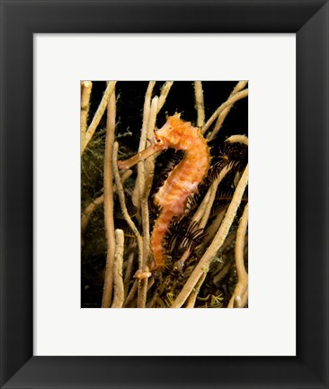 Framed Hippocampus Hystrix (Spiny Seahorse) Print