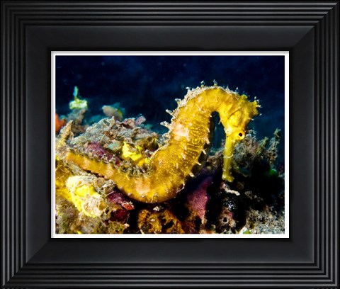 Framed Yellow Hippocampus Hystrix (Spiny Seahorse) Print