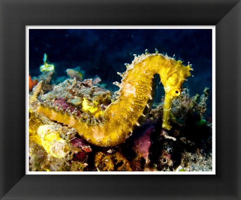 Framed Yellow Hippocampus Hystrix (Spiny Seahorse) Print