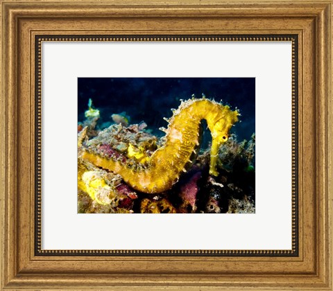 Framed Yellow Hippocampus Hystrix (Spiny Seahorse) Print