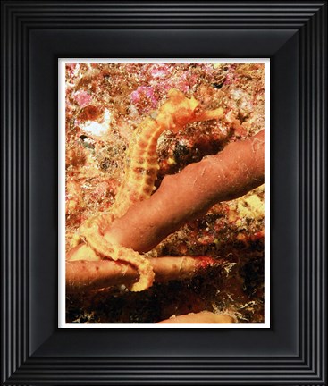 Framed Hippocampus Ingens Print