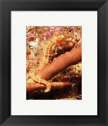 Framed Hippocampus Ingens Print