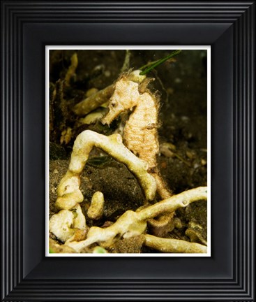 Framed Hippocampus Kuda (Estuary Seahorse) Print