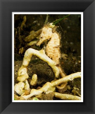 Framed Hippocampus Kuda (Estuary Seahorse) Print