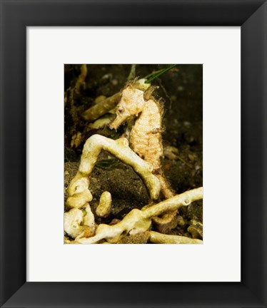 Framed Hippocampus Kuda (Estuary Seahorse) Print