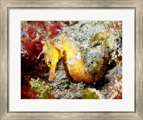 Framed Yellow Hippocampus Kuda (Estuary Seahorse) Print