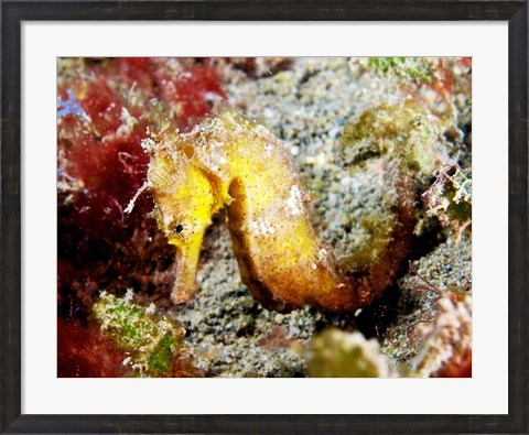 Framed Yellow Hippocampus Kuda (Estuary Seahorse) Print
