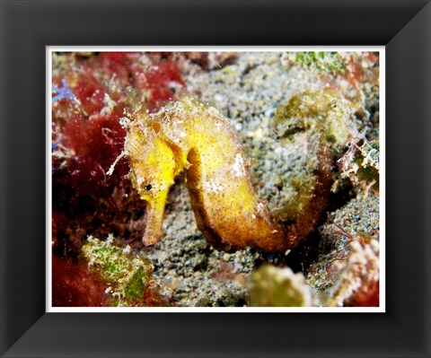 Framed Yellow Hippocampus Kuda (Estuary Seahorse) Print