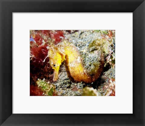 Framed Yellow Hippocampus Kuda (Estuary Seahorse) Print