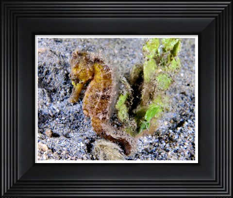 Framed Hippocampus Kuda (Yellow Estuary Seahorse) Print