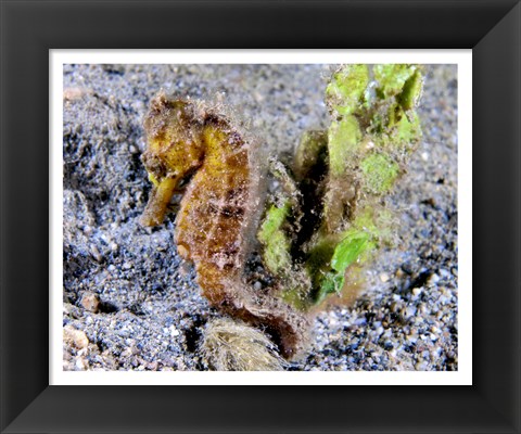 Framed Hippocampus Kuda (Yellow Estuary Seahorse) Print