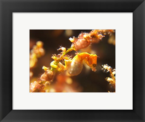 Framed Hippocampus Pontohi Print