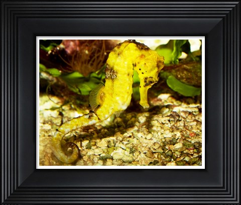 Framed Hippocampus Reidi Print