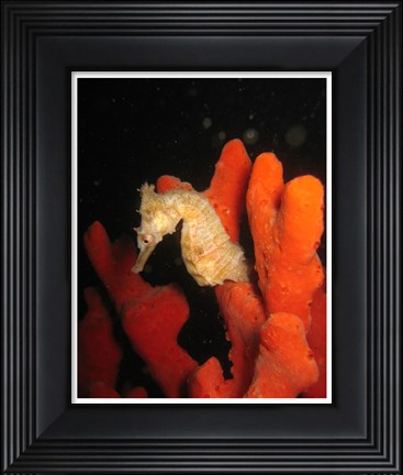 Framed White Hippocampus Print