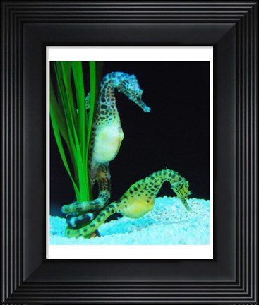 Framed Hippocampus Print