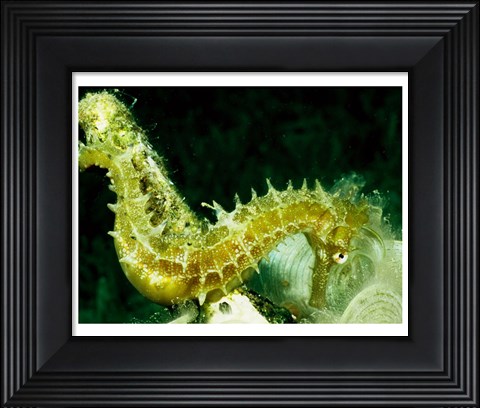Framed Green Seahorse Print