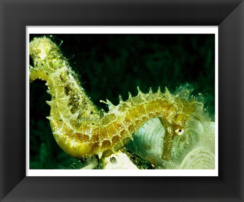 Framed Green Seahorse Print