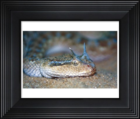 Framed Horned Viper Print