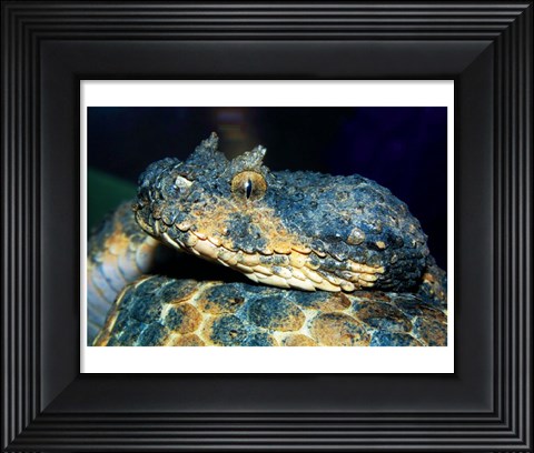 Framed Horned Viper Print