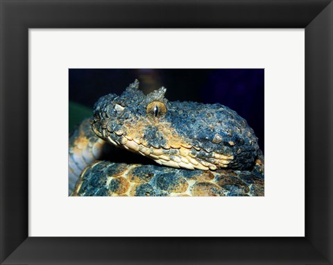 Framed Horned Viper Print