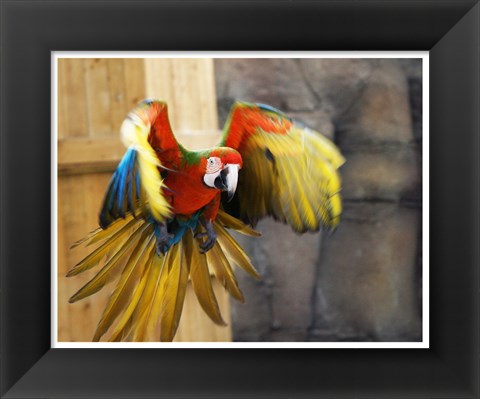 Framed Hybrid Macaw Flying Flamingo Land Print