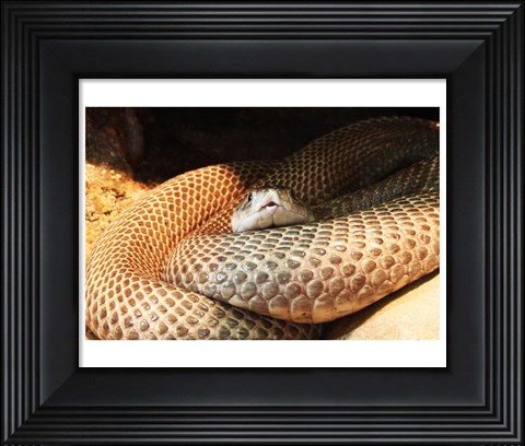 Framed Indian Cobra Coiled Up Print
