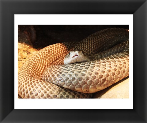 Framed Indian Cobra Coiled Up Print