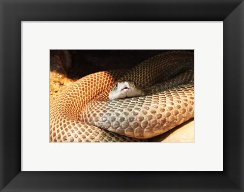 Framed Indian Cobra Coiled Up Print