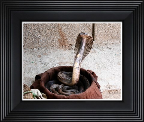 Framed Indian Cobra Print