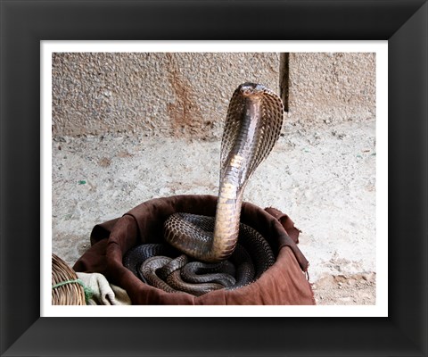 Framed Indian Cobra Print