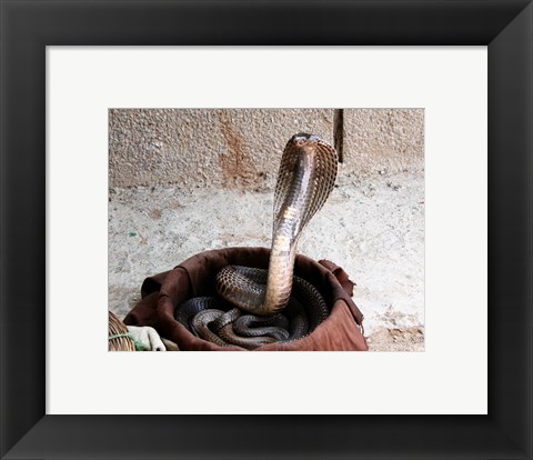 Framed Indian Cobra Print