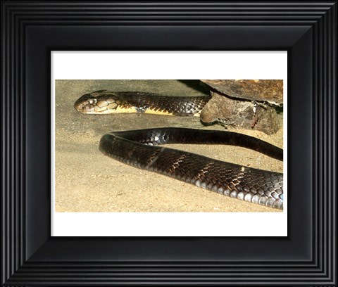Framed King Cobra Print