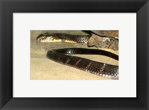 Framed King Cobra Print