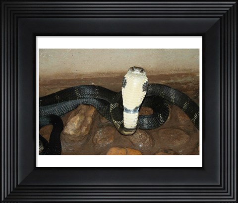 Framed King Cobra Print