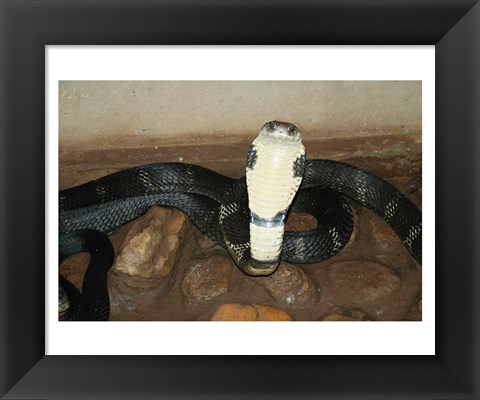 Framed King Cobra Print