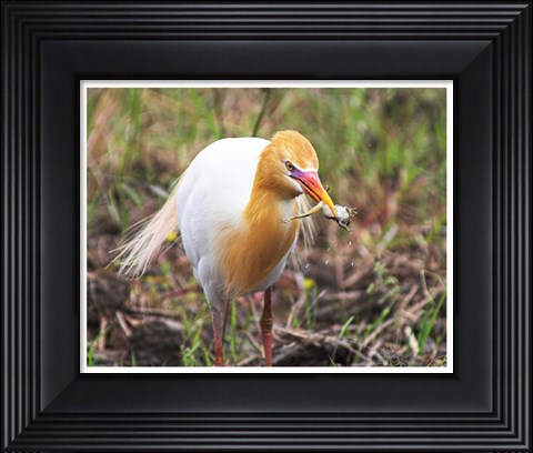 Framed Kuhreiher and Frog Print