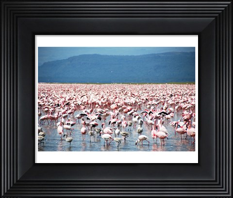 Framed Large Number of Flamingos at Lake Nakuru Print