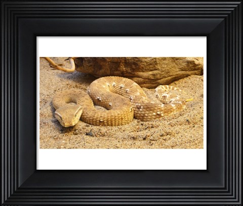 Framed Leaf Nosed Viper Print