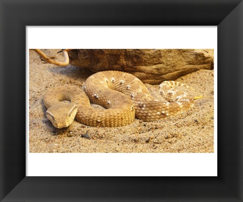 Framed Leaf Nosed Viper Print