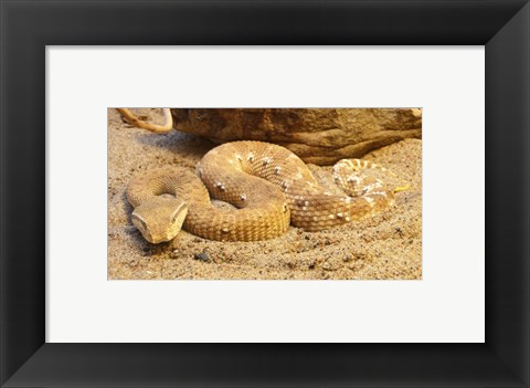 Framed Leaf Nosed Viper Print