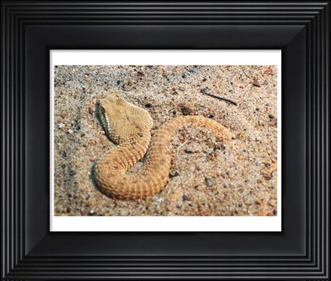 Framed Leaf Nosed Viper In Sand I Print