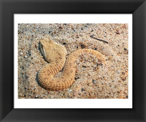 Framed Leaf Nosed Viper In Sand I Print