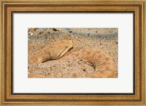 Framed Leaf Nosed Viper In Sand II Print