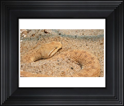 Framed Leaf Nosed Viper In Sand II Print