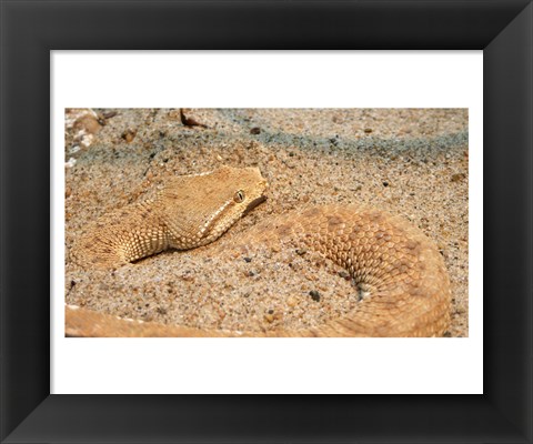 Framed Leaf Nosed Viper In Sand II Print