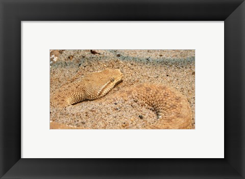 Framed Leaf Nosed Viper In Sand II Print