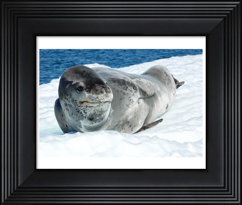 Framed Leopard Seals In Antarctica Print