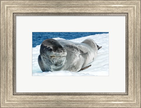 Framed Leopard Seals In Antarctica Print