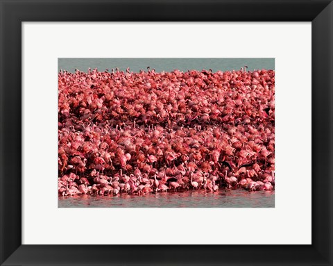 Framed Lesser Flamingos, Kamfersdam Breeding Island, 2006 Print