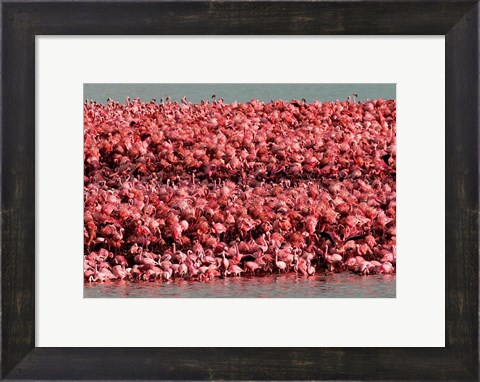 Framed Lesser Flamingos, Kamfersdam Breeding Island, 2006 Print